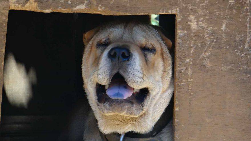 cane soffoca