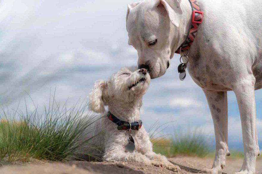 Istinto materno cani