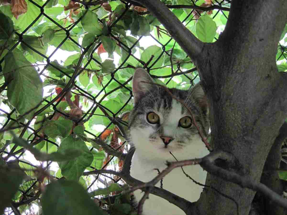 Giardino in sicurezza per il gatto