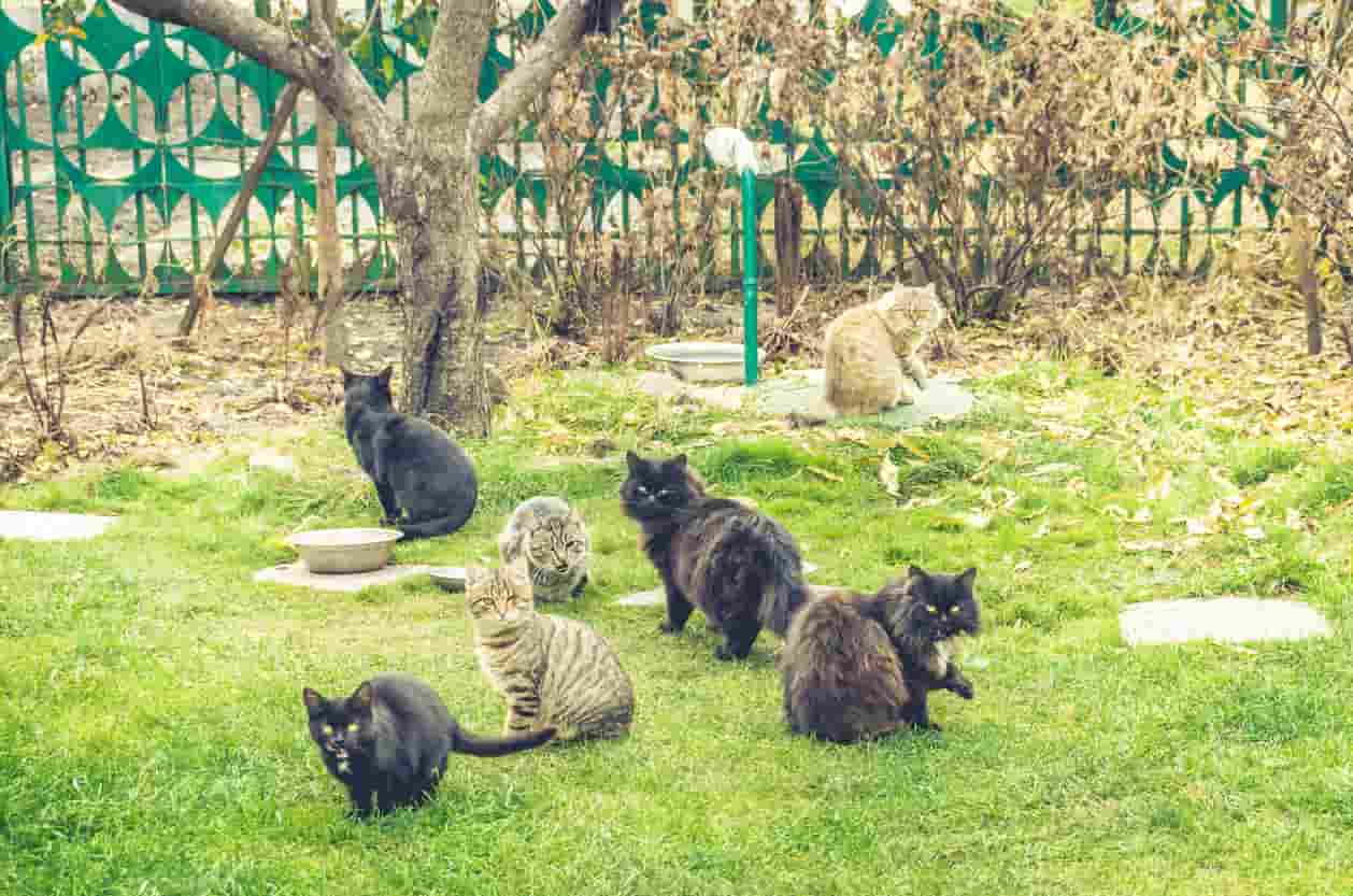 Come proteggere i gatti randagi dal freddo
