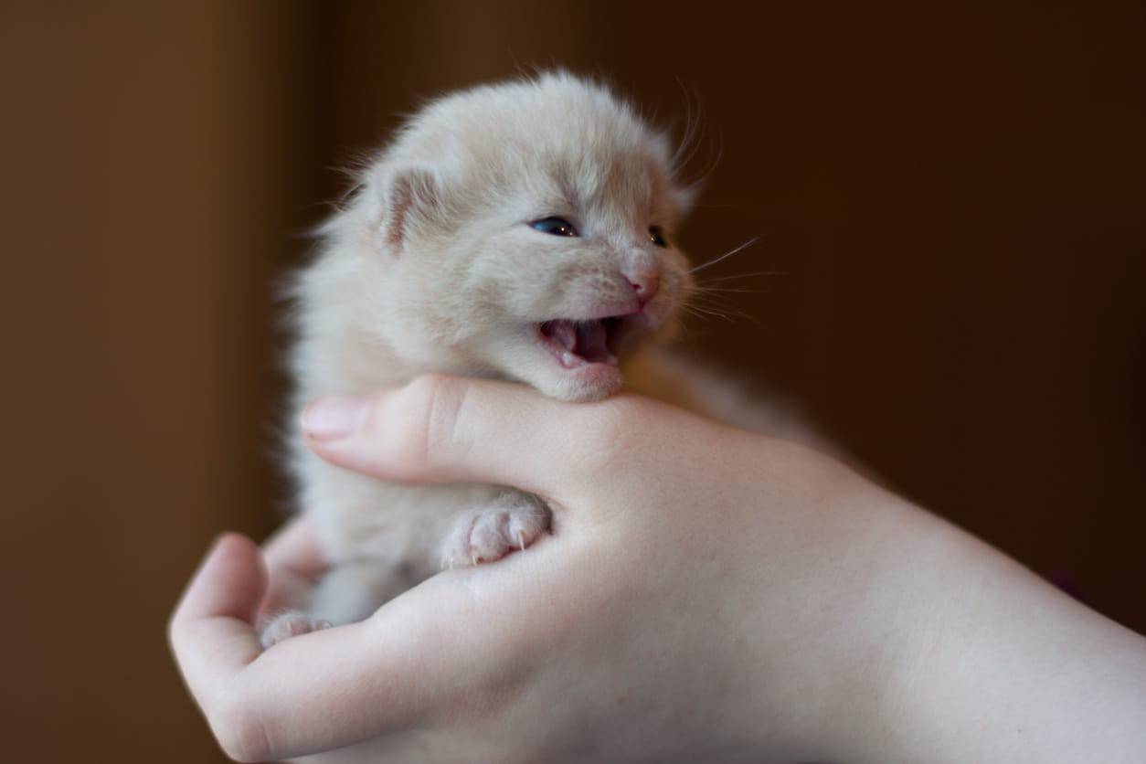 Perché il gattino piange?