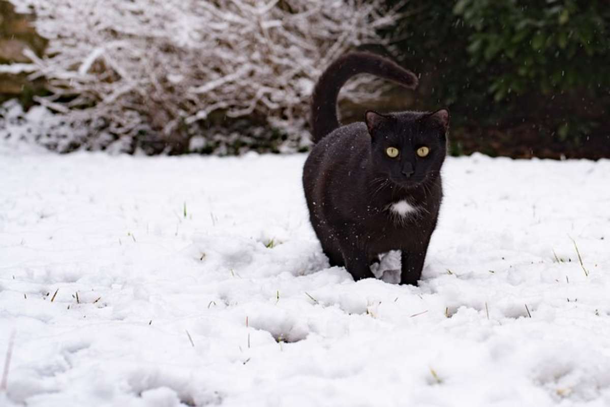 difendere zampette micio inverno