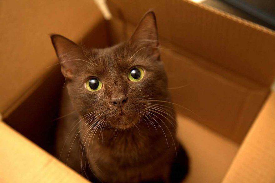 gatto marrone