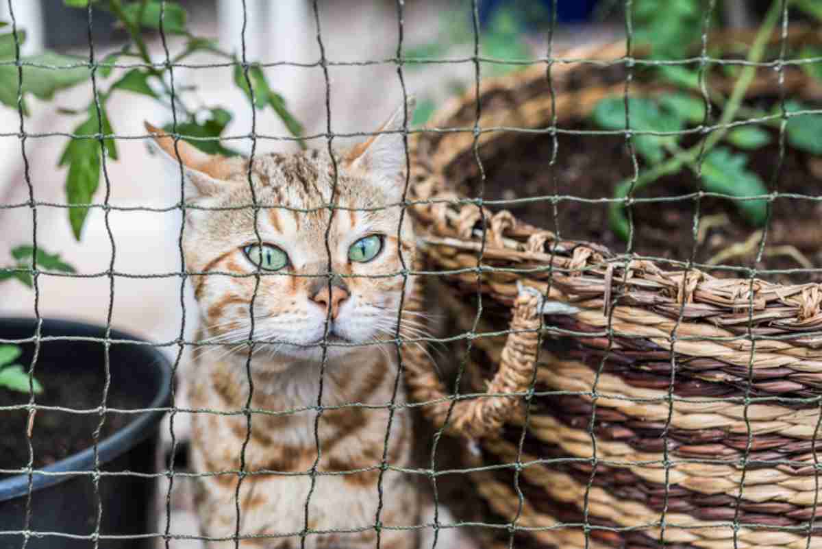 Giardino in sicurezza per il gatto