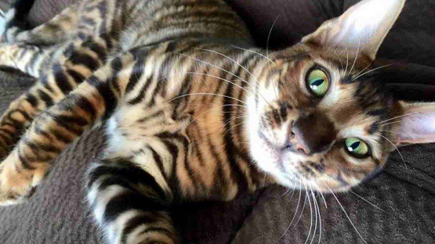 gatto toyger