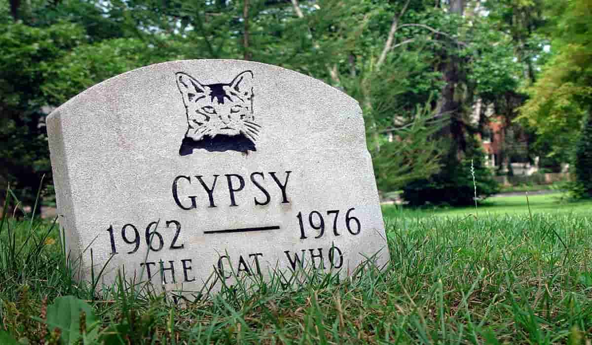Gatto morto