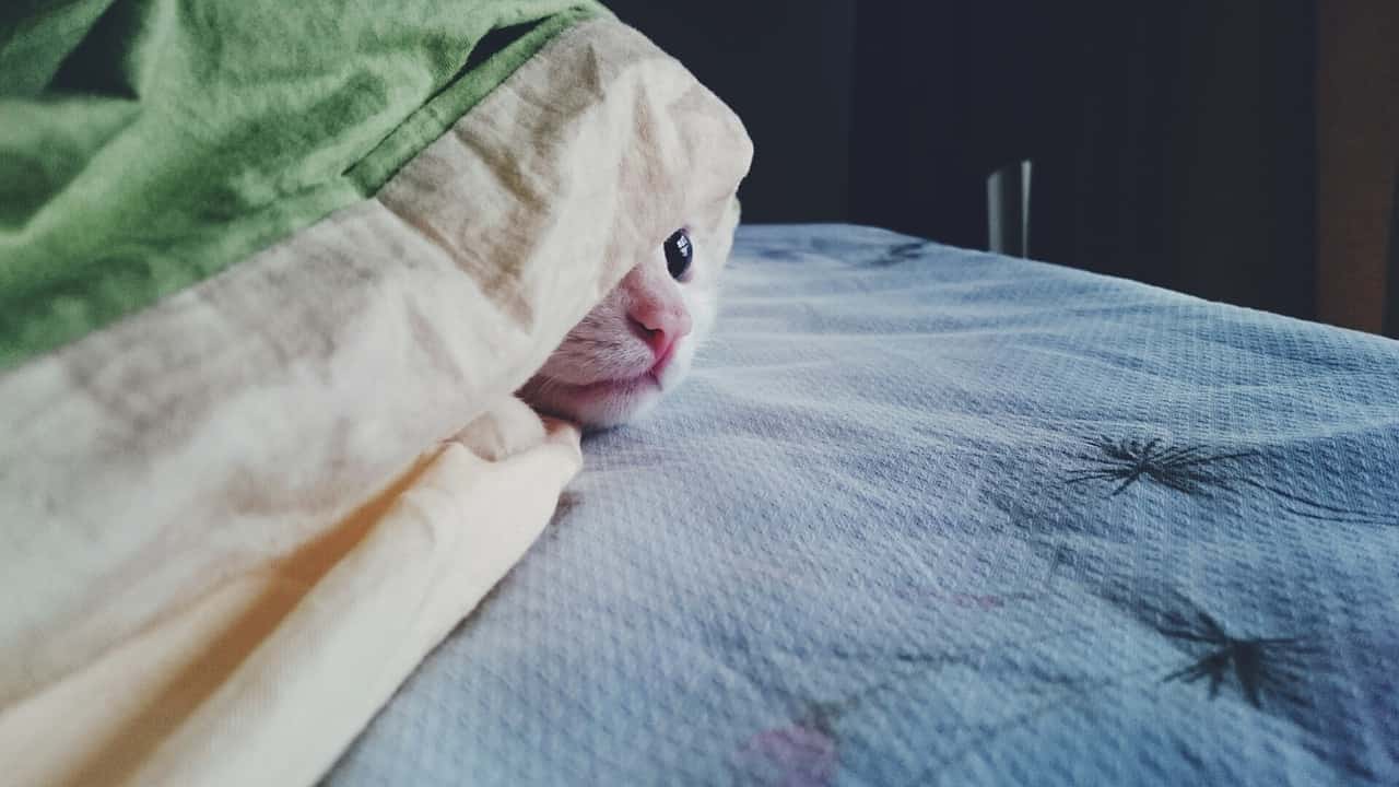 il gatto ha freddo