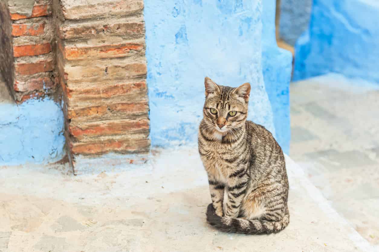 Come proteggere i gatti randagi dal freddo
