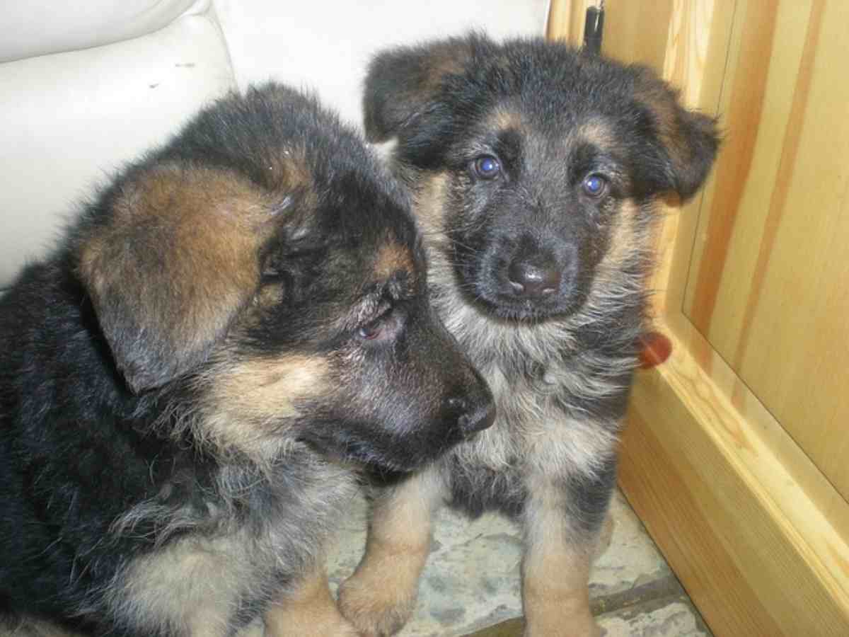 oroscopo cane