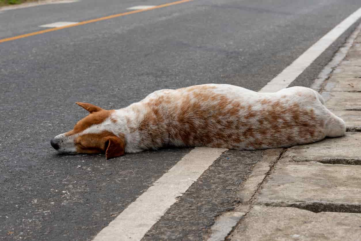 cane investito da auto
