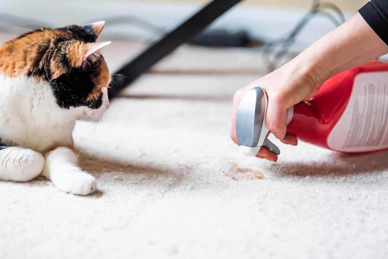 gatto fa bisogni ovunque