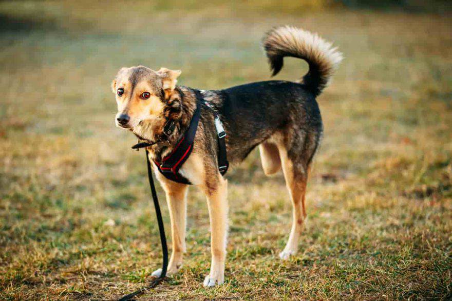 cane a tre zampe