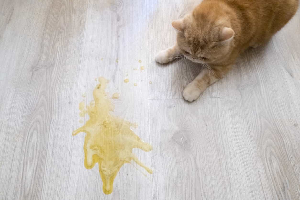 gatto fa pipì fuori lettiera