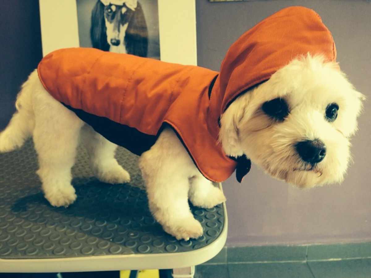 L abbigliamento adatto per il cane in inverno