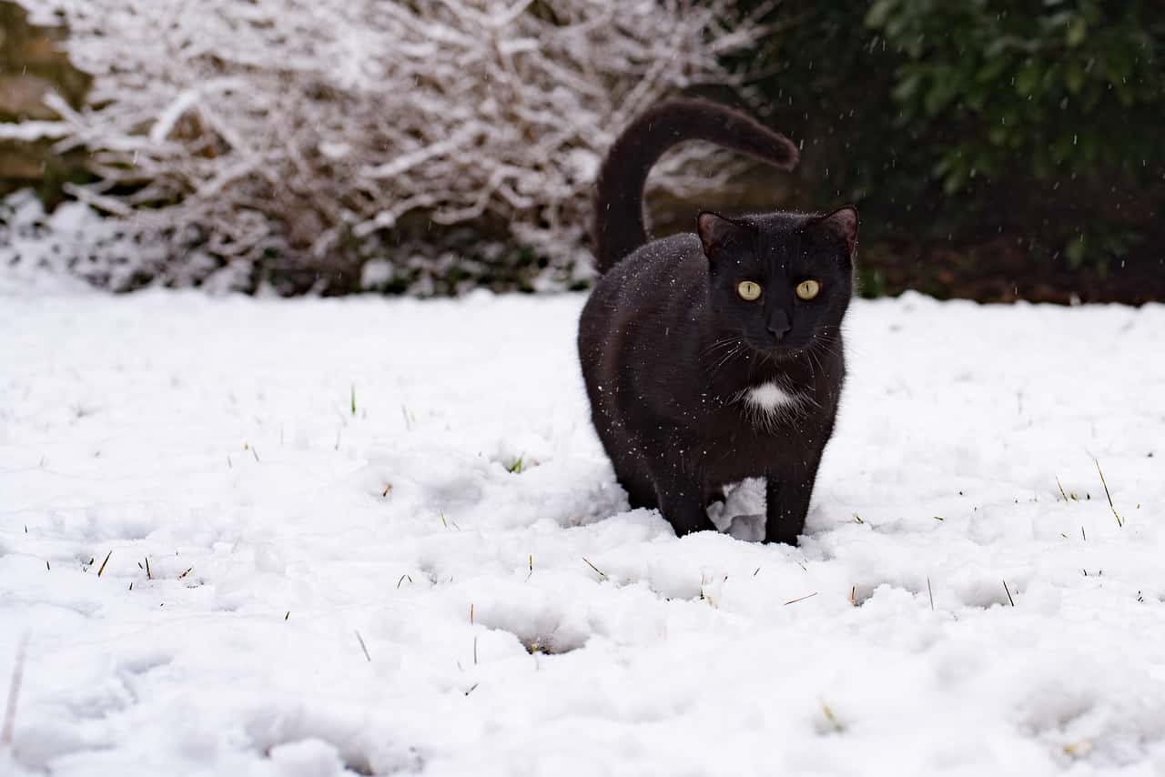 gatto manto nevoso