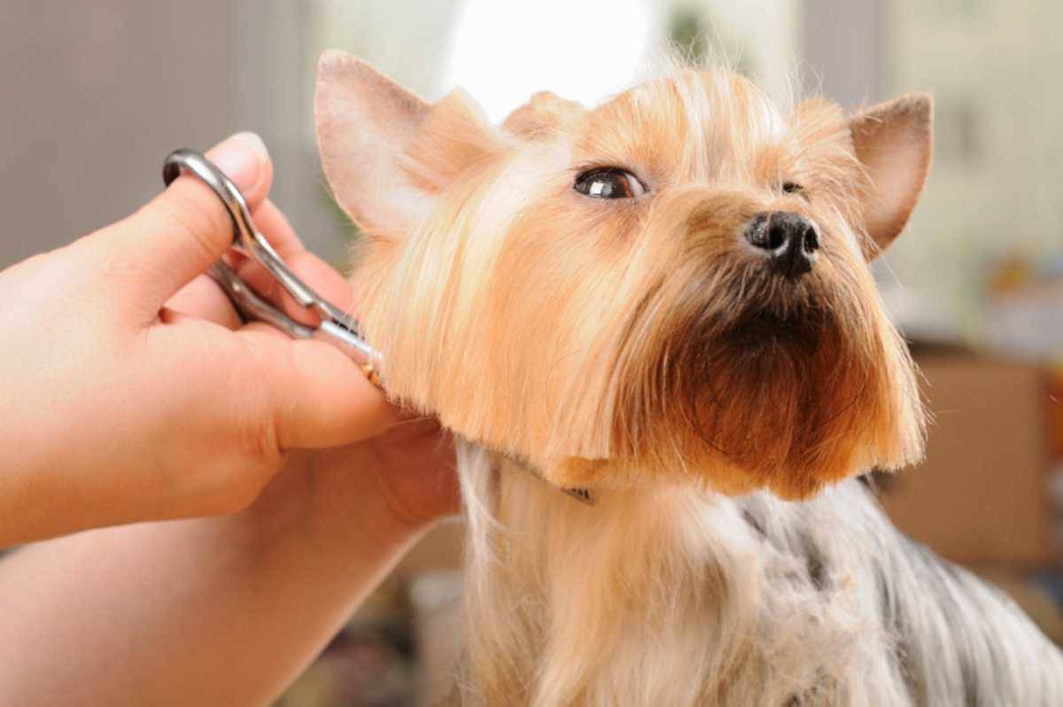 toelettatura del cane errori comuni
