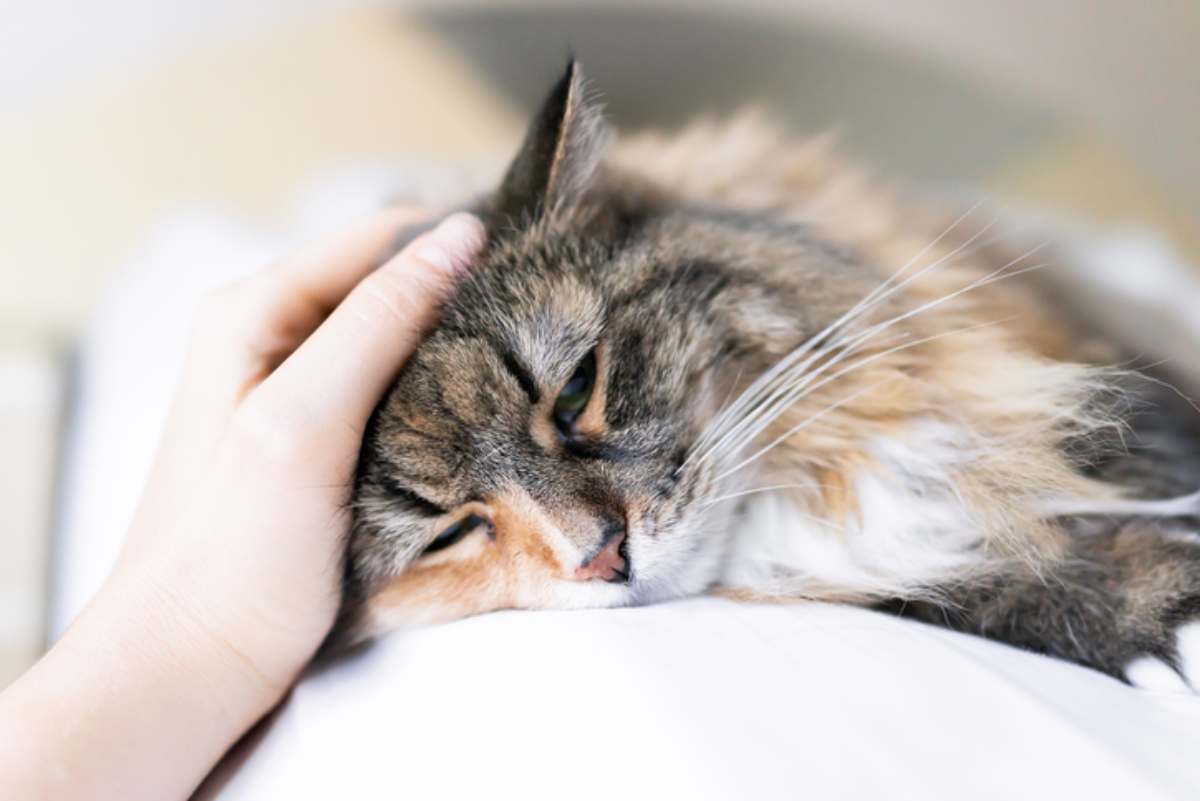 Mal di stomaco nel gatto