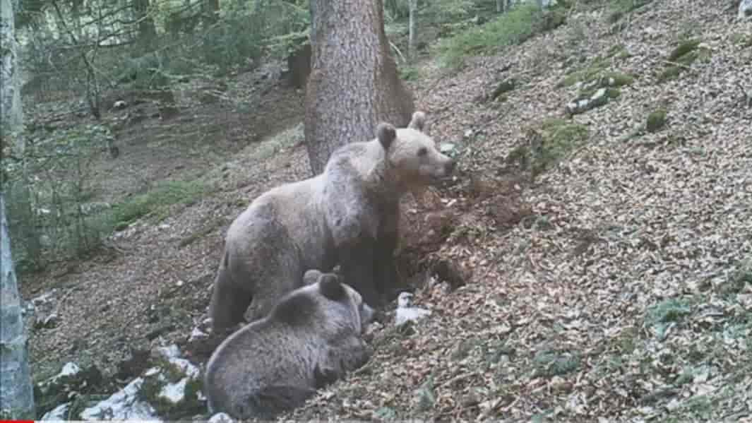animali letargo invernale
