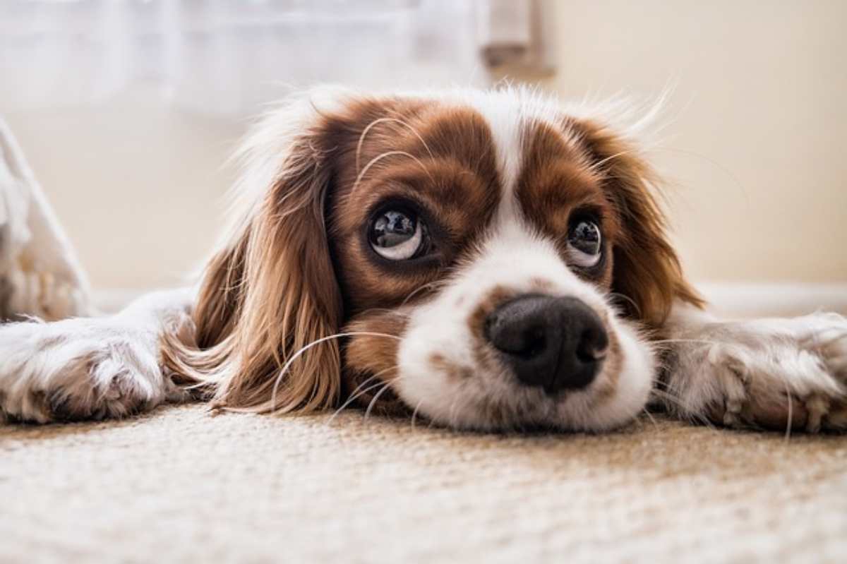 occhio secco nel cane