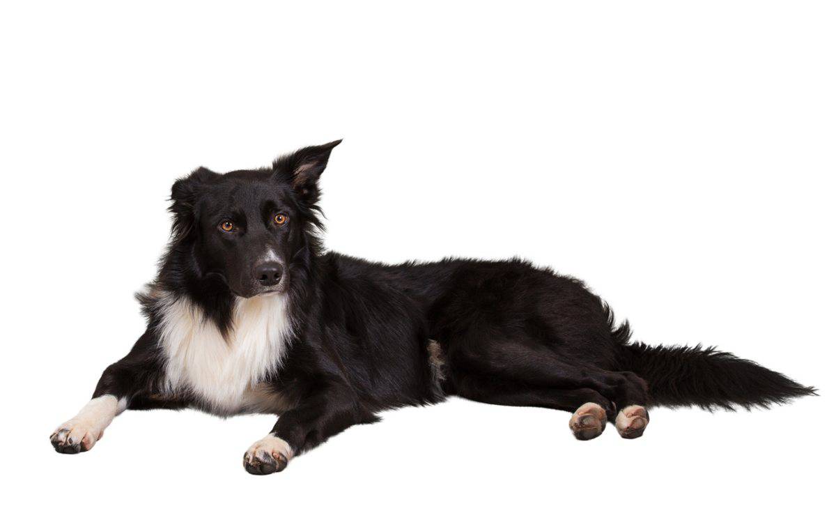 Ernia del disco nel cane classificazione e razze predisposte (foto Pixabay)