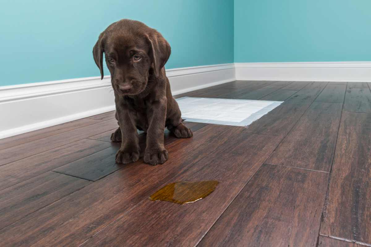 Come insegnare al cane a fare i bisogni sulla traversina (foto iStock)
