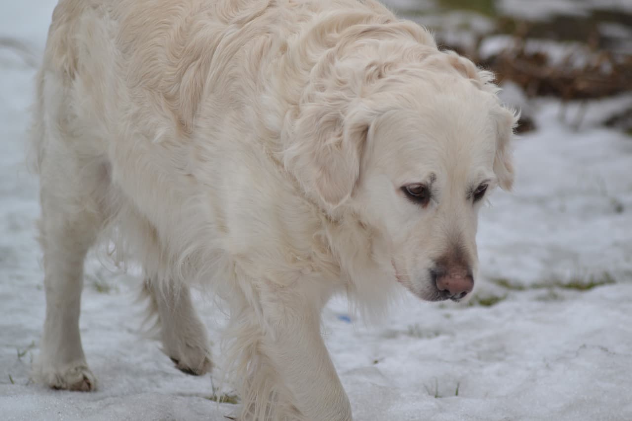 proteggere zampe cane dal freddo