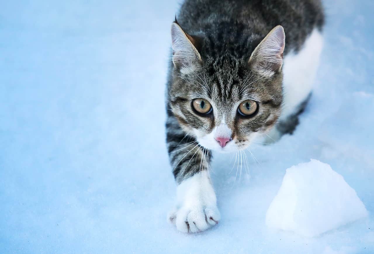 proteggere zampe gatto inverno