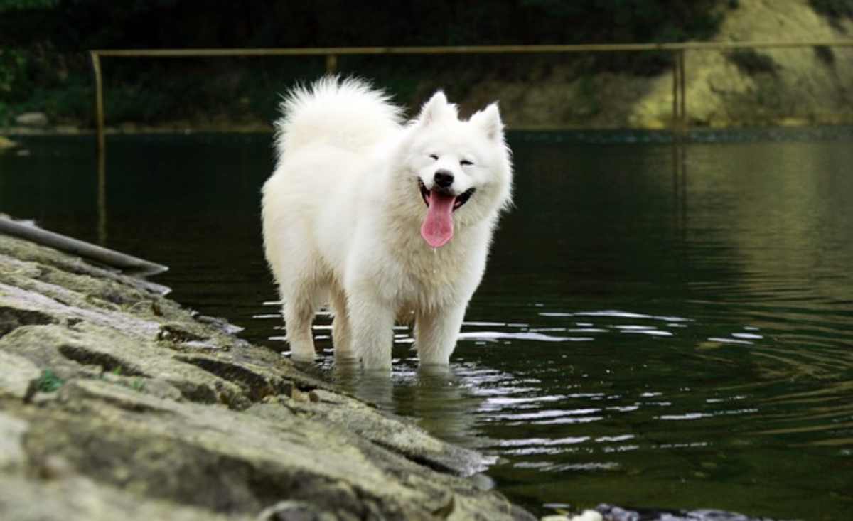 Oroscopo del cane