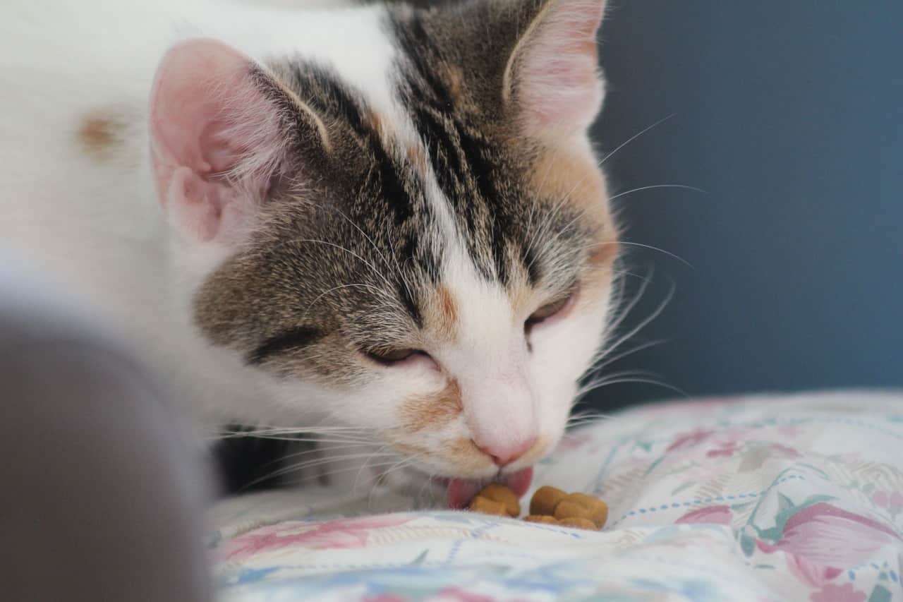 troppo sale fa male al gatto