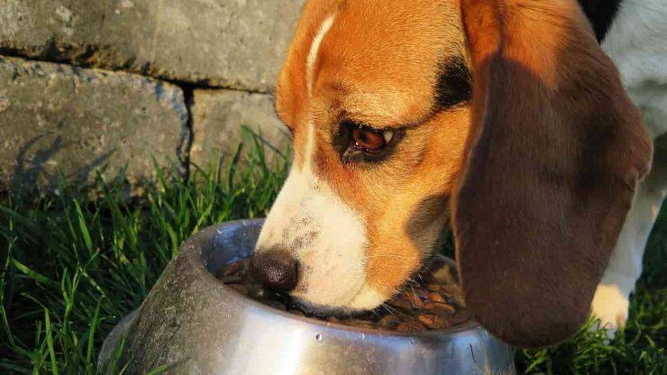 variare alimentazione cane cibo dieta