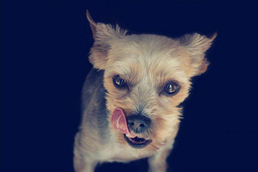 Il cane si lecca le labbra