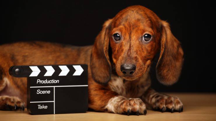 un bassotto pronto a girare un film cani protagonisti di film tv e cinema