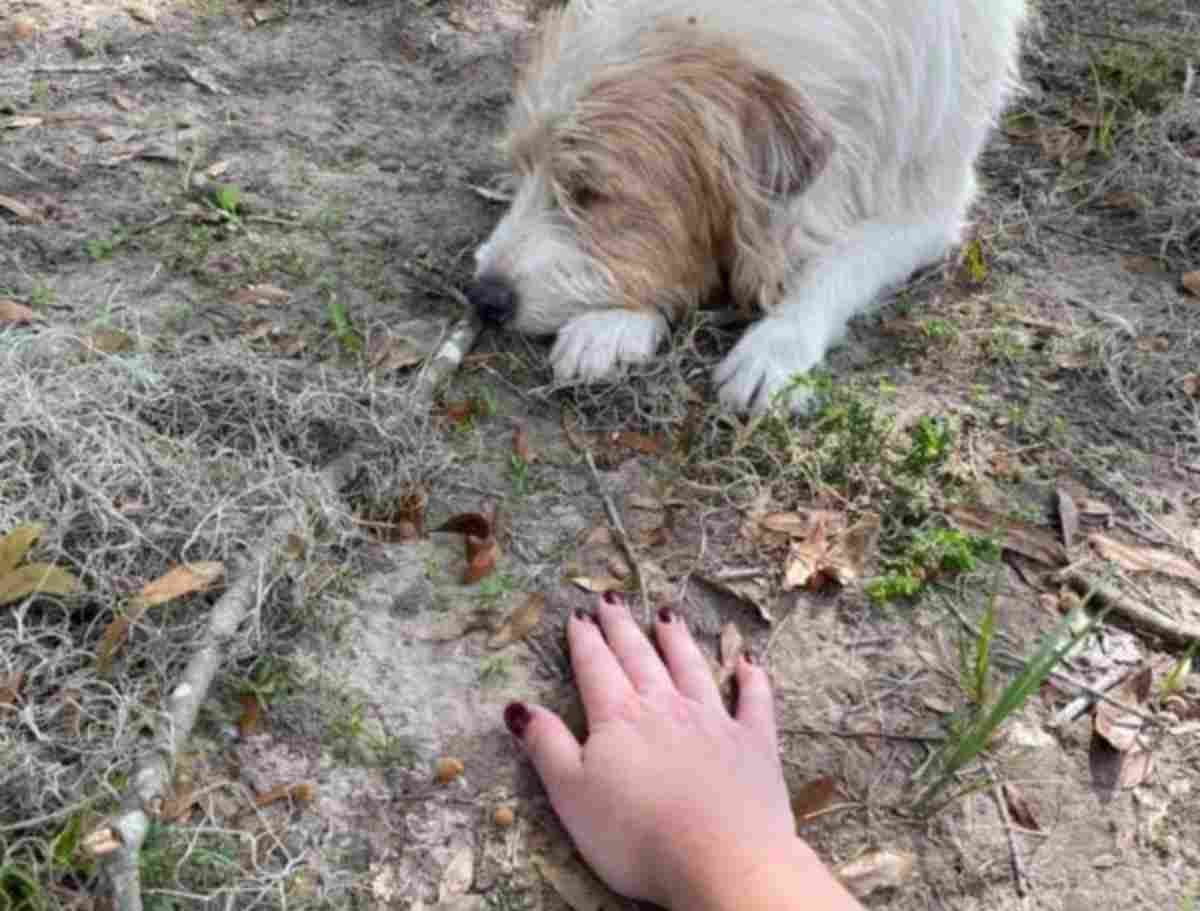 cane traumatizzato