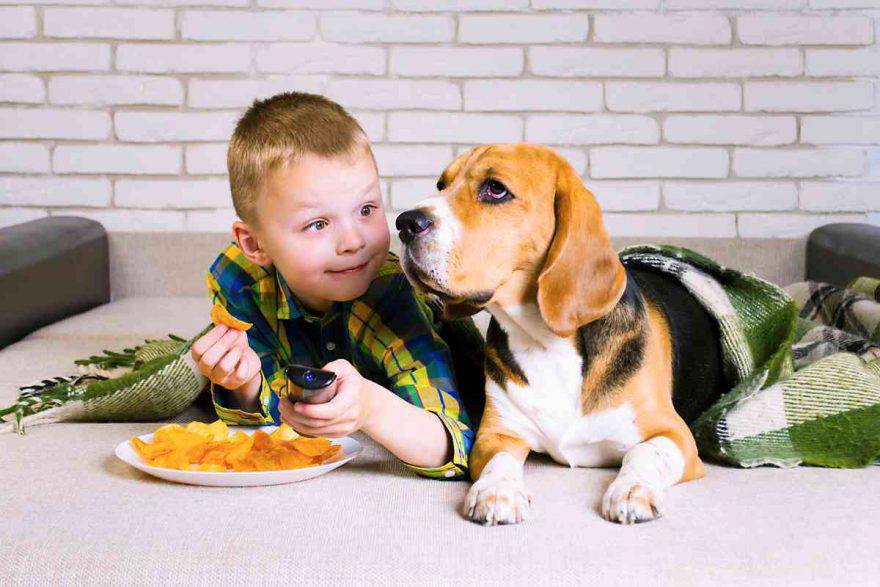 Il cane ha mangiato le patatine