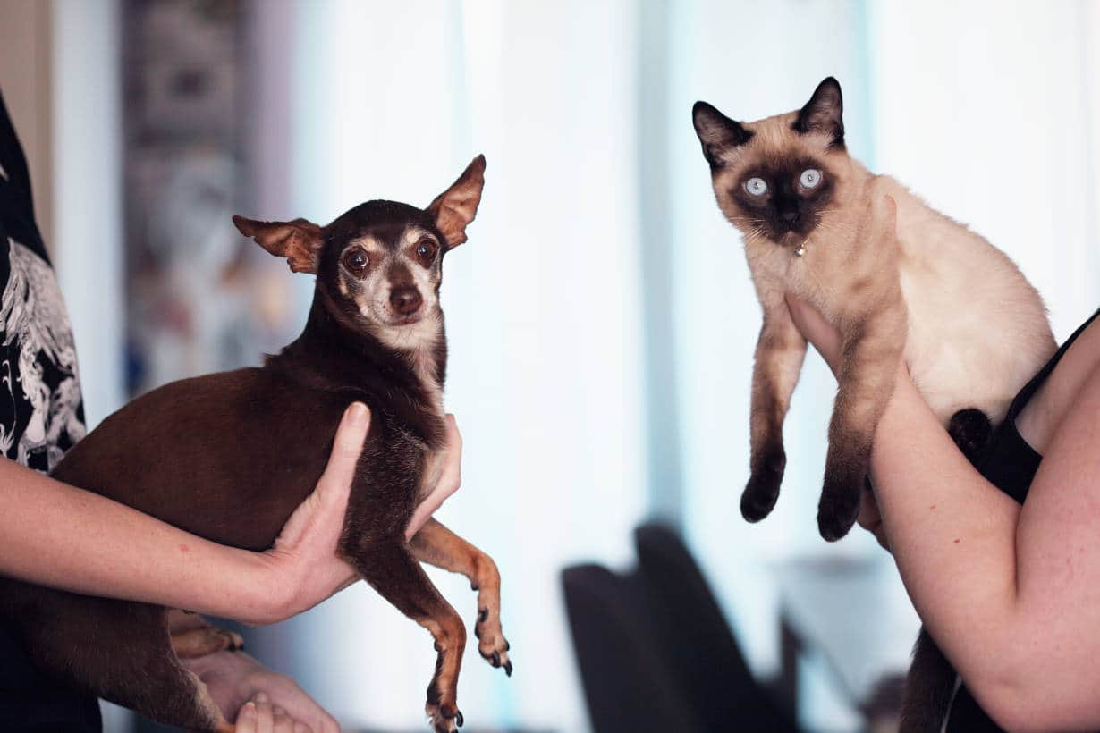 Piu intelligente cane o gatto