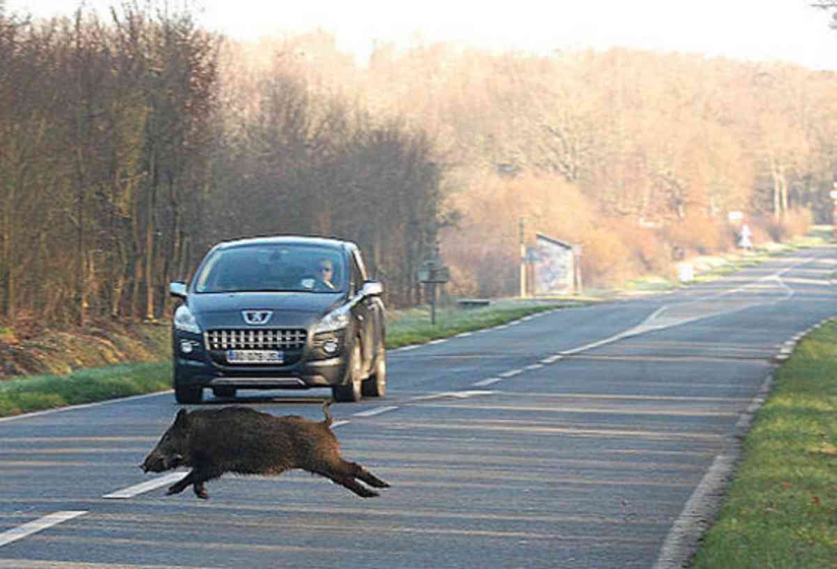 incidenti stradali animali selvatici FB