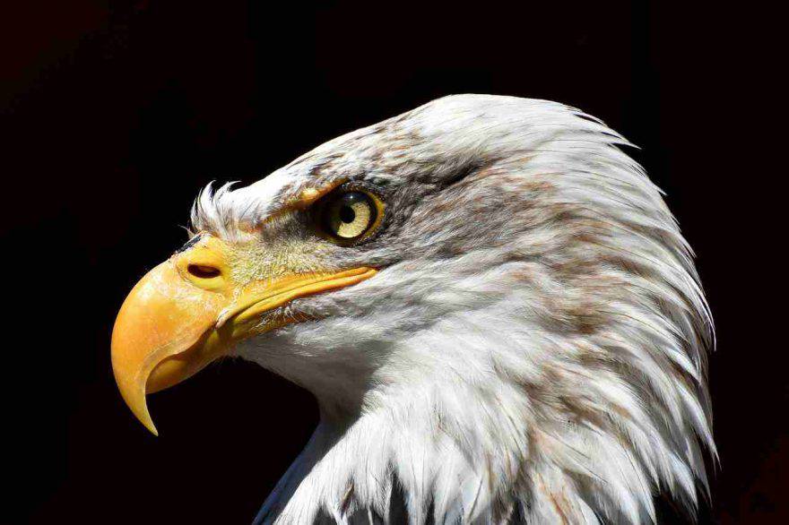 Aquila