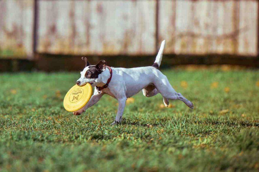 Regali di Natale per cani a meno di 10 euro