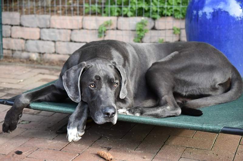 Razze di cani giganti