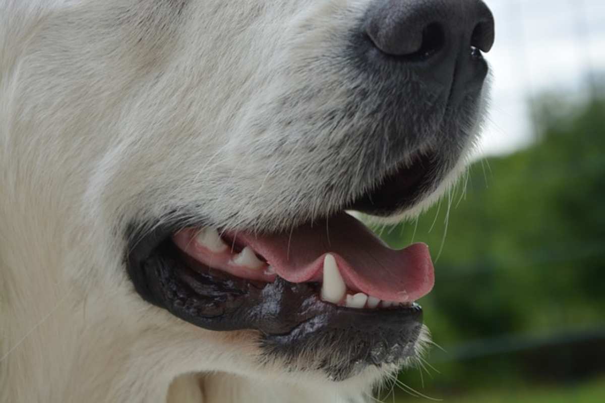 Tumore alle gengive del cane