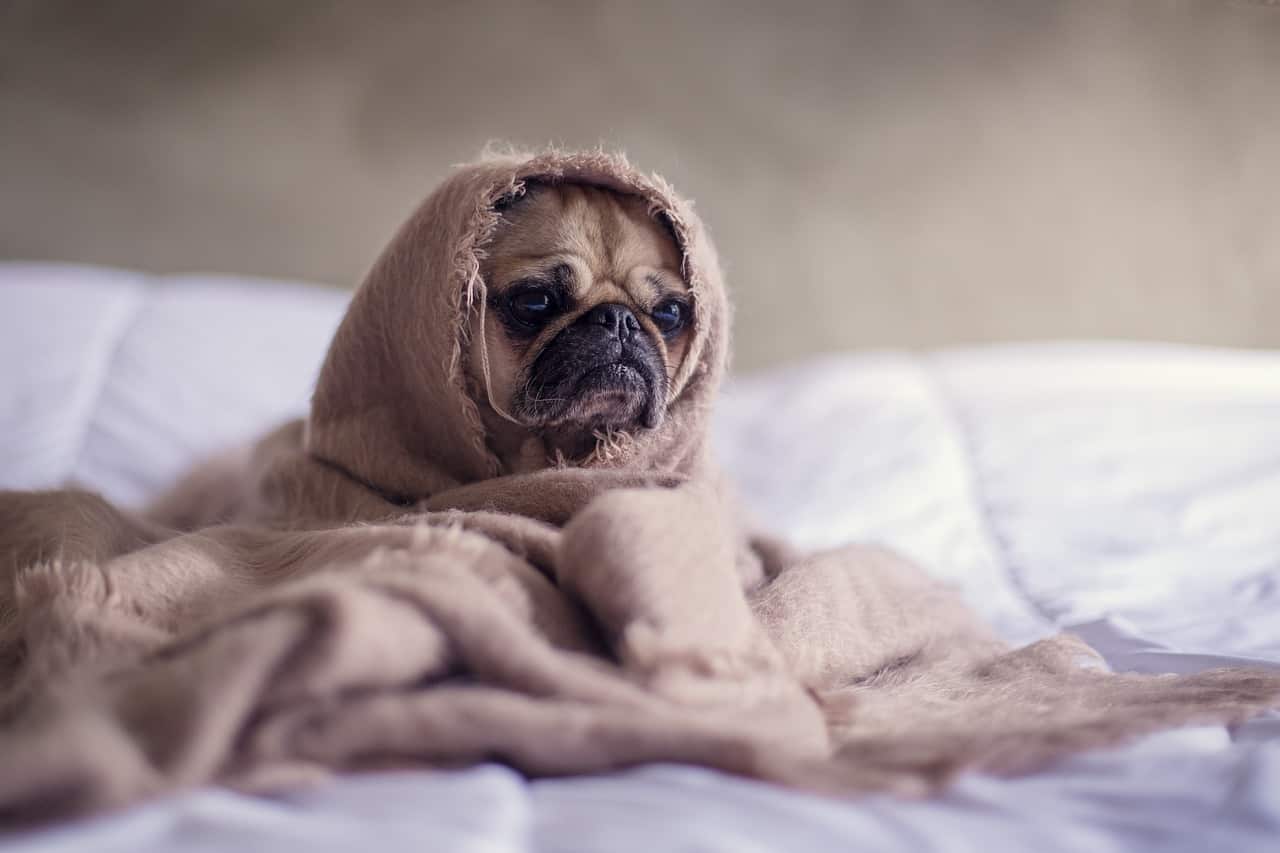 allontanare cane dal letto addestramento