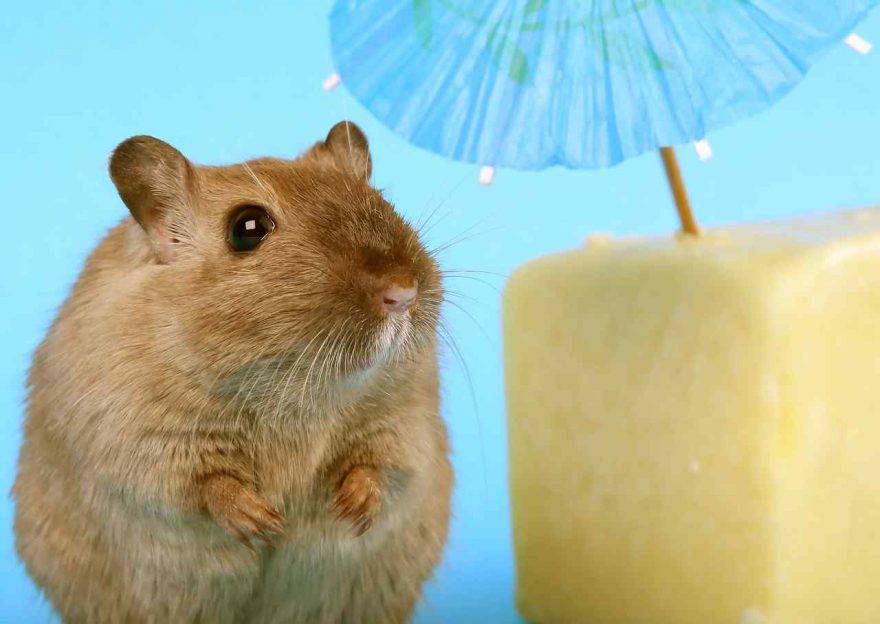 I topi amano il formaggio