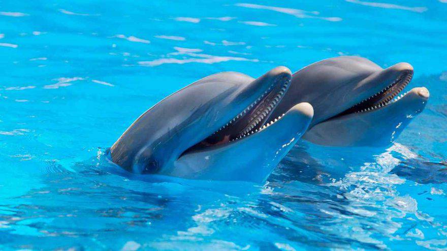 delfino