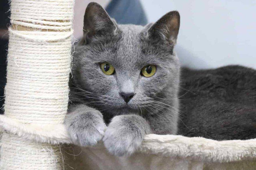 personalità gatto