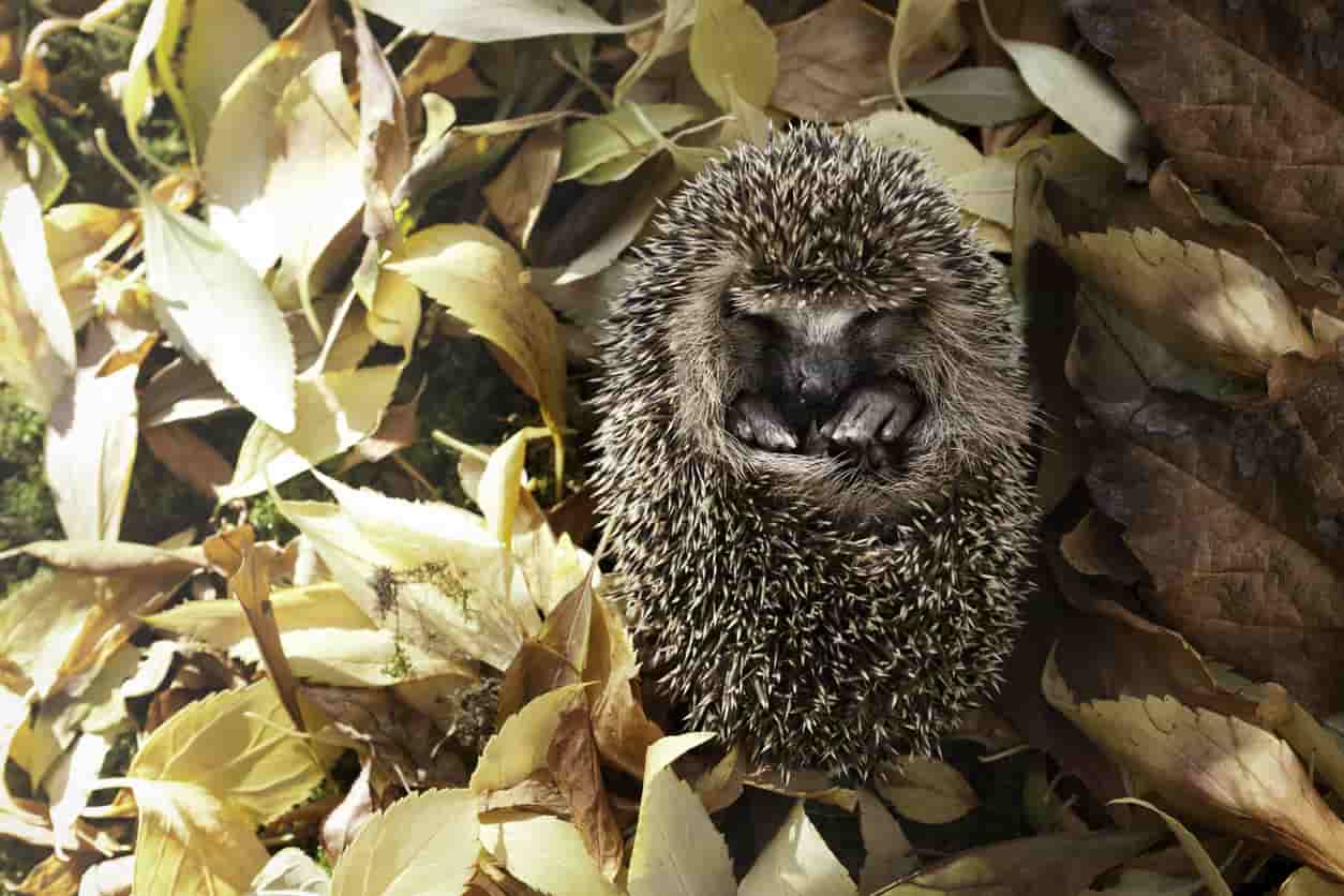 animali vanno in letargo