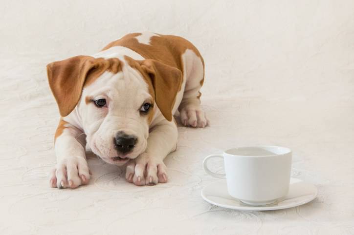 cucciolo beve caffe