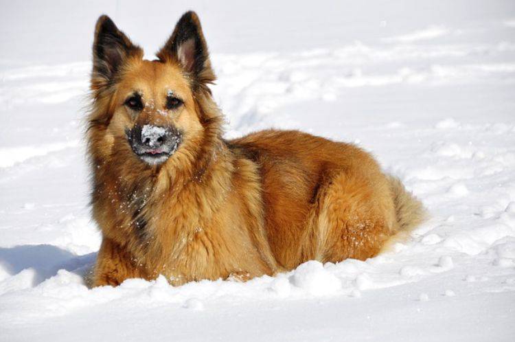 cane ha mangiato la neve