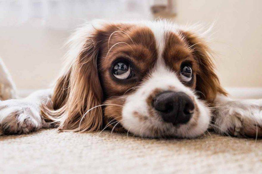 cane perplesso