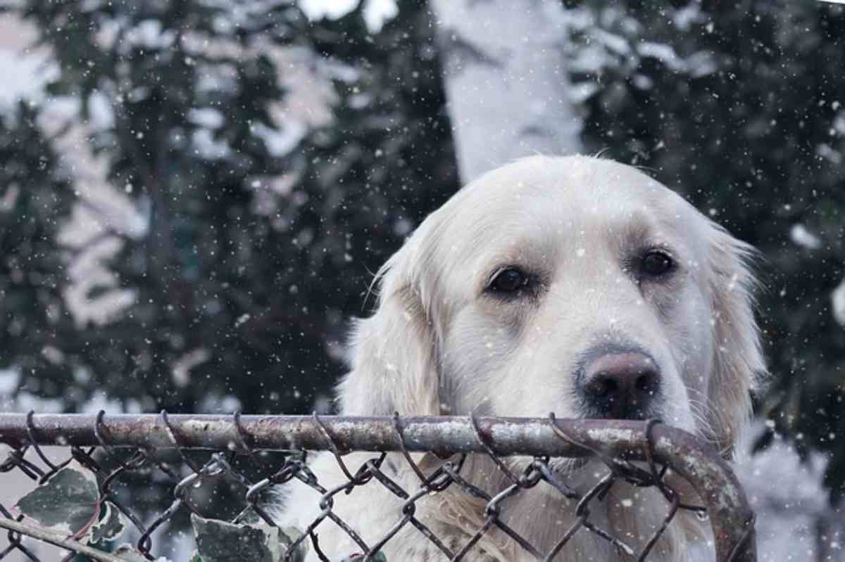 Come evitare che il cane o il gatto si perdano