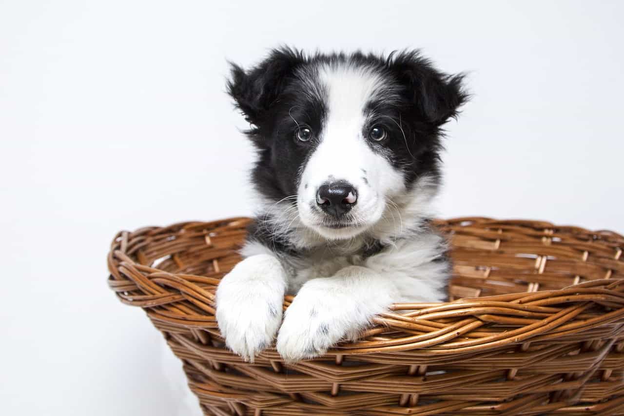 Nomi di cani femmine e maschi con la X